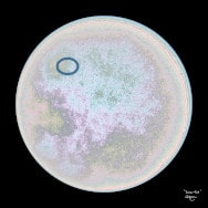 Math art design. Lunar Disk, a moon-like fractal image (with ellipse detail) in shades of beige made using Möbius maps.