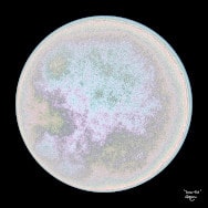Lunar Disk, a moon-like fractal in shades of beige for a print, math art and design made using Möbius maps of the unit disk.
