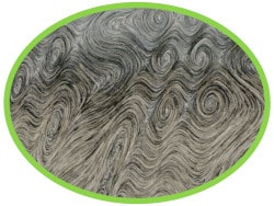 T1h detail